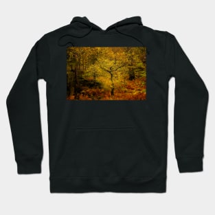 Autumn Trees Hoodie